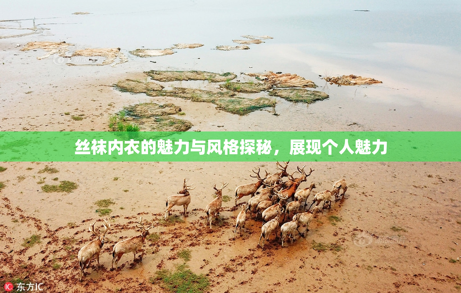 丝袜内衣的魅力与风格探秘，展现个人魅力