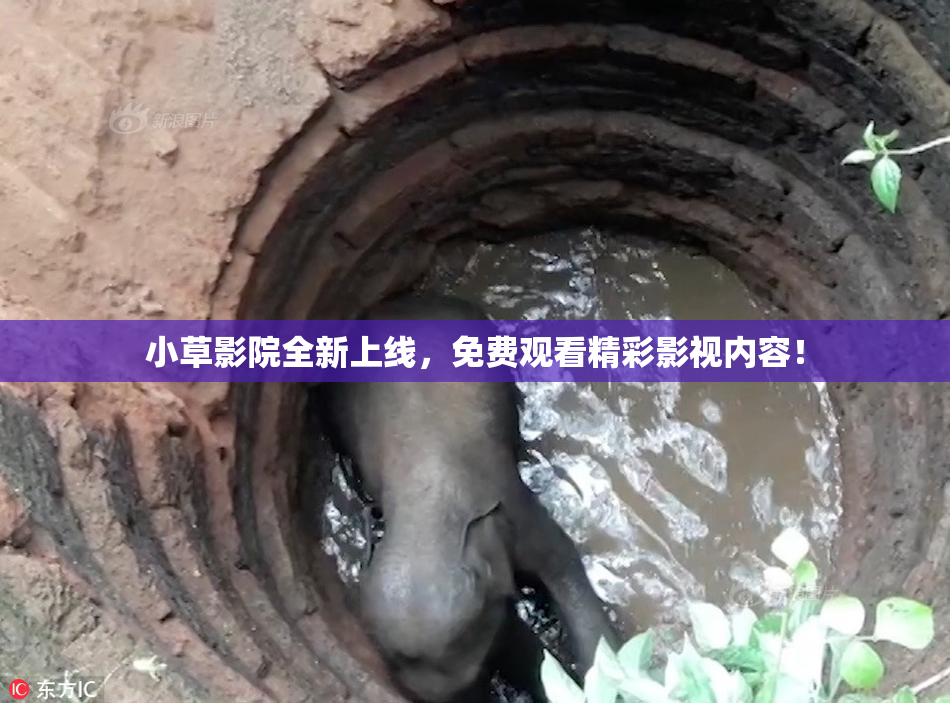 小草影院全新上线，免费观看精彩影视内容！