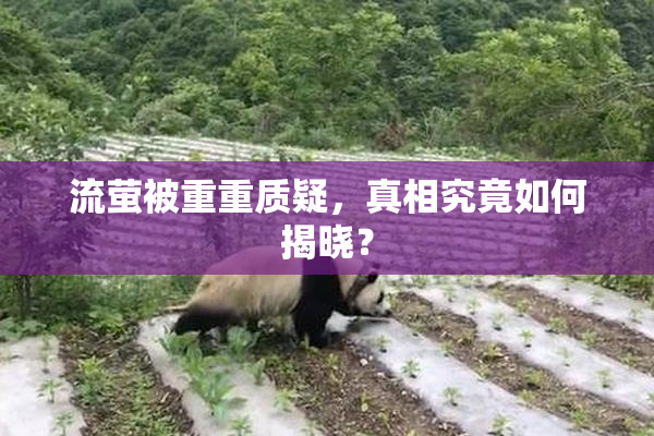 流萤被重重质疑，真相究竟如何揭晓？
