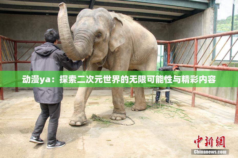 动漫ya：探索二次元世界的无限可能性与精彩内容
