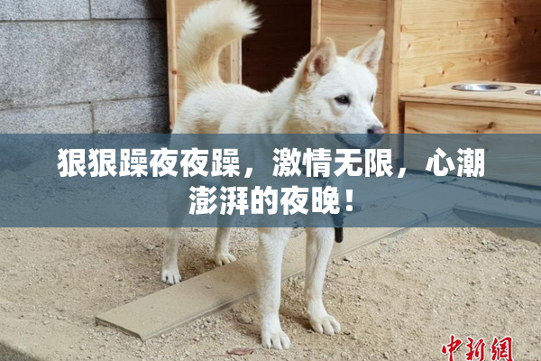 狠狠躁夜夜躁，激情无限，心潮澎湃的夜晚！