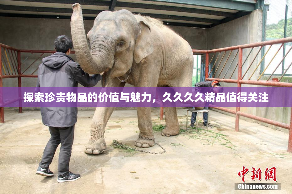 探索珍贵物品的价值与魅力，久久久久精品值得关注