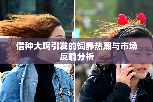 借种大鸡引发的饲养热潮与市场反响分析