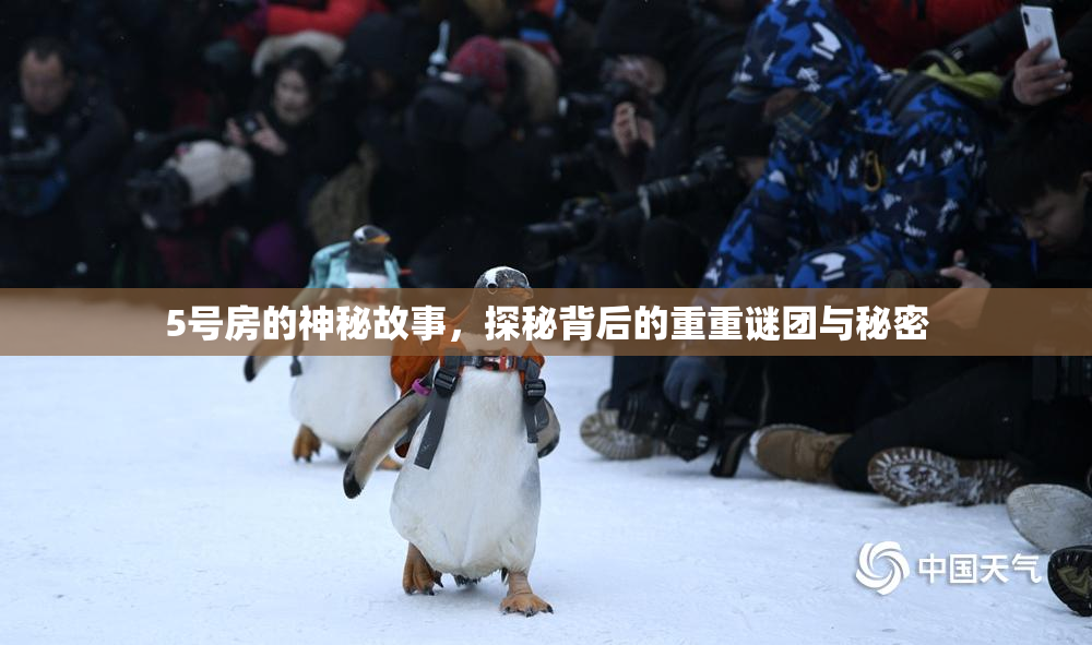 5号房的神秘故事，探秘背后的重重谜团与秘密