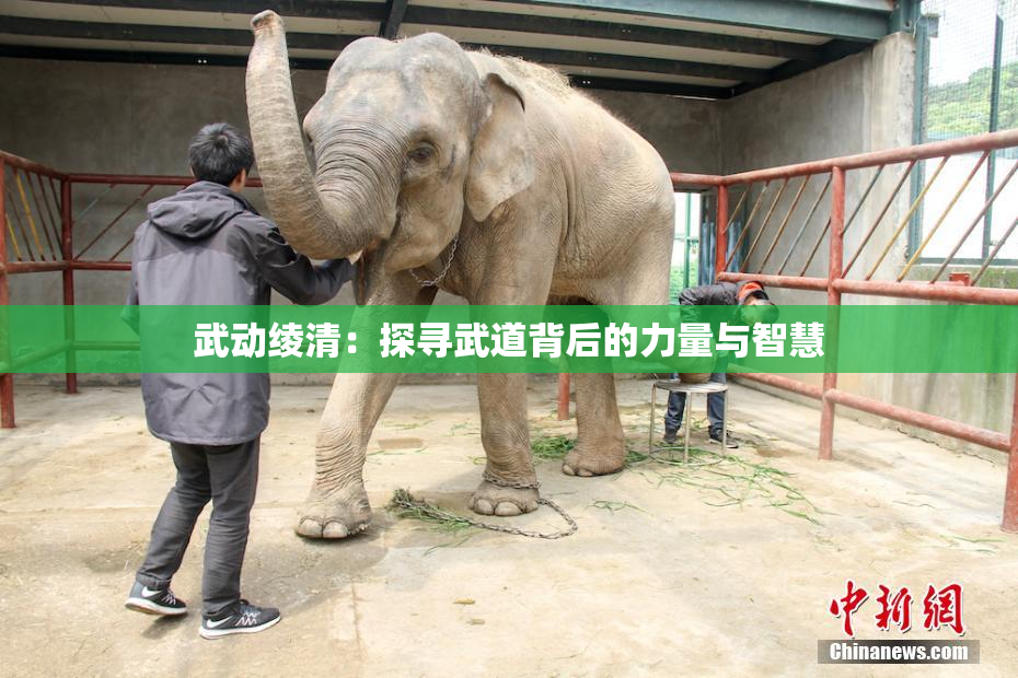 武动绫清：探寻武道背后的力量与智慧