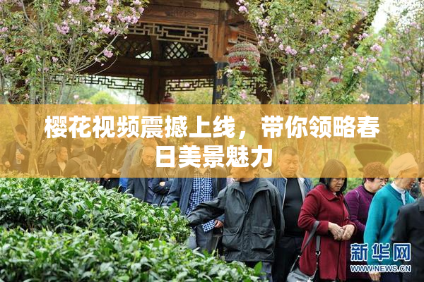 樱花视频震撼上线，带你领略春日美景魅力