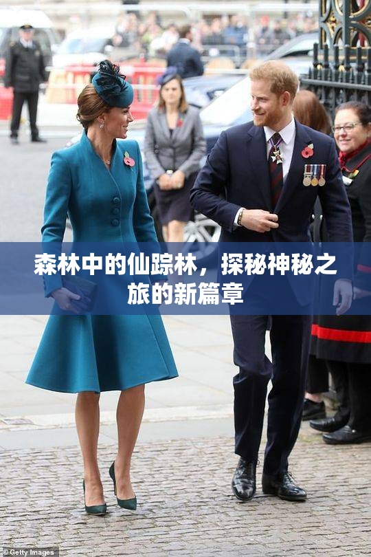 森林中的仙踪林，探秘神秘之旅的新篇章