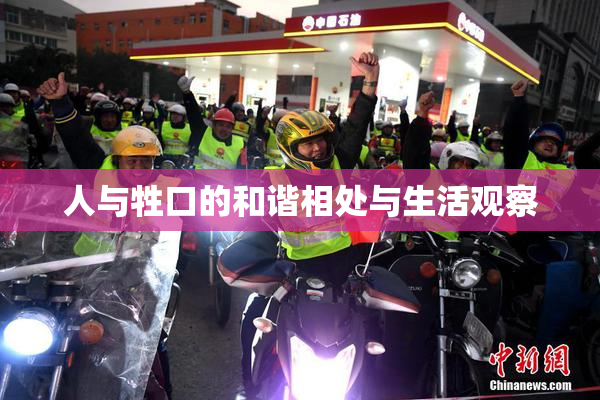 人与牲口的和谐相处与生活观察