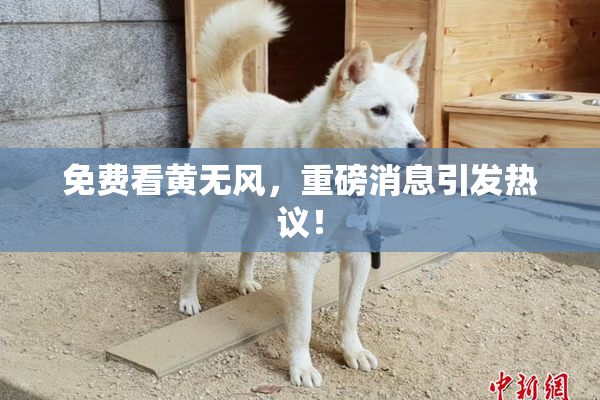 免费看黄无风，重磅消息引发热议！
