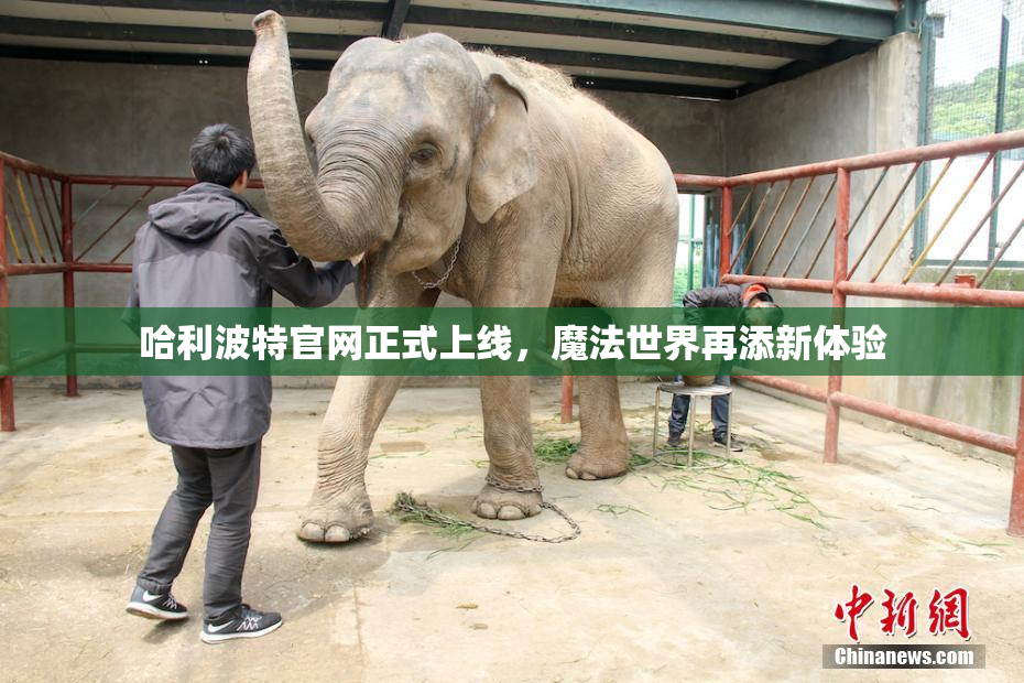 哈利波特官网正式上线，魔法世界再添新体验