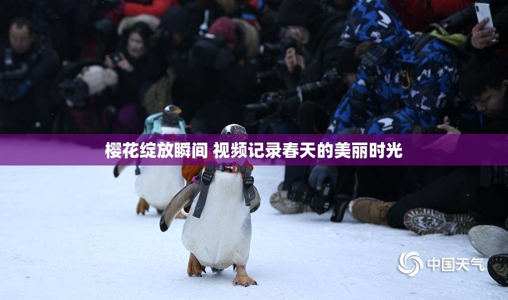 樱花绽放瞬间 视频记录春天的美丽时光