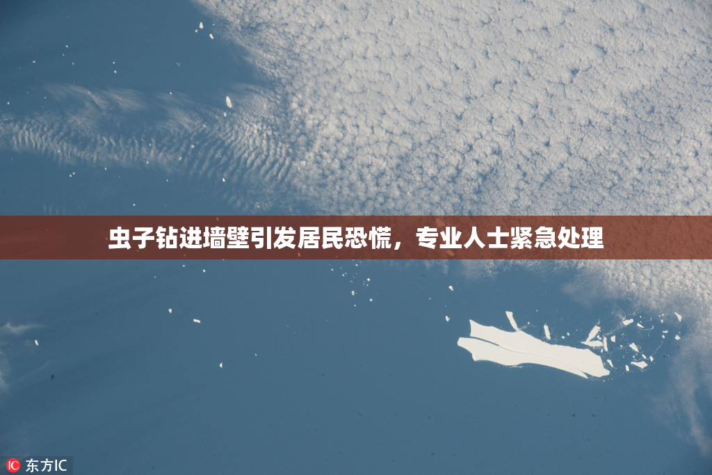 虫子钻进墙壁引发居民恐慌，专业人士紧急处理