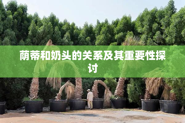 荫蒂和奶头的关系及其重要性探讨