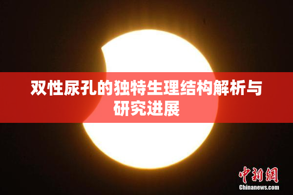 双性尿孔的独特生理结构解析与研究进展