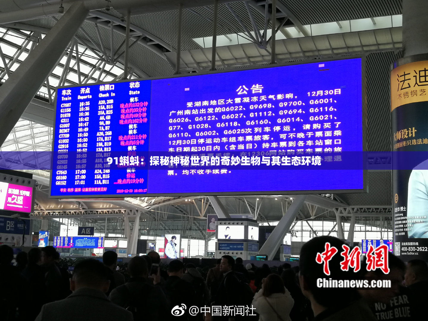 91蝌蚪：探秘神秘世界的奇妙生物与其生态环境