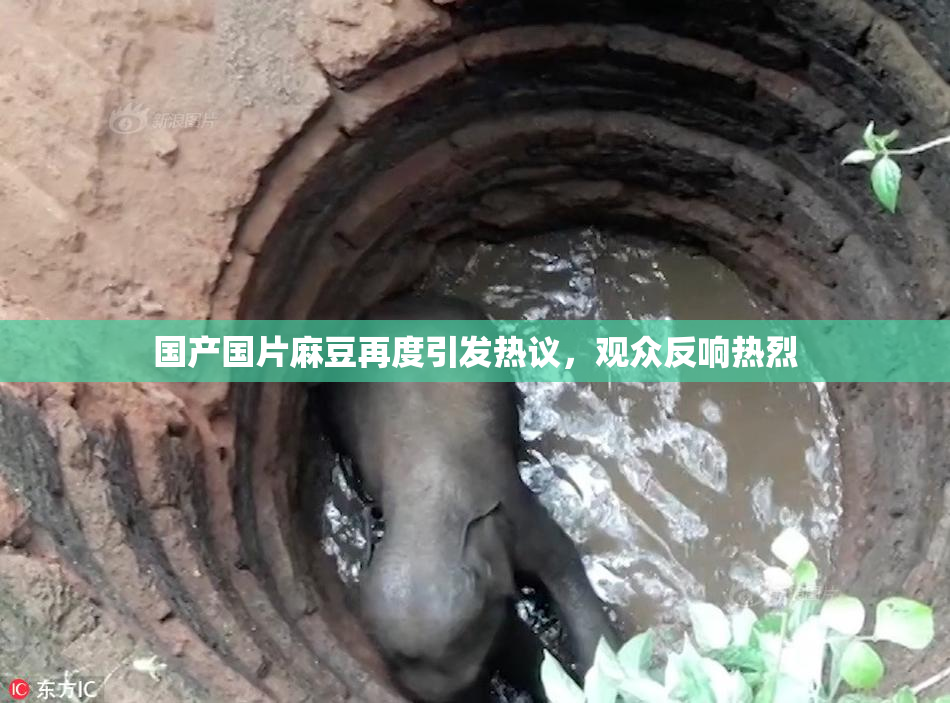 国产国片麻豆再度引发热议，观众反响热烈