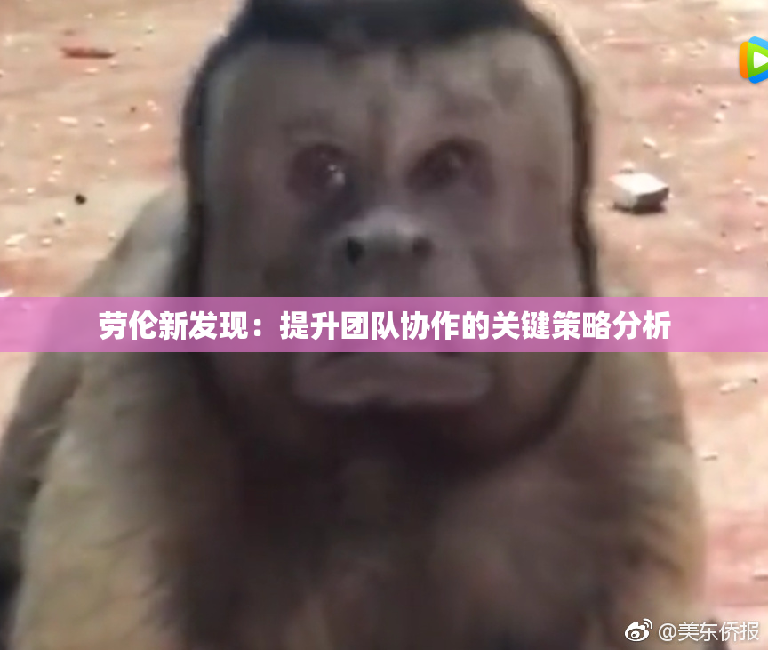 劳伦新发现：提升团队协作的关键策略分析