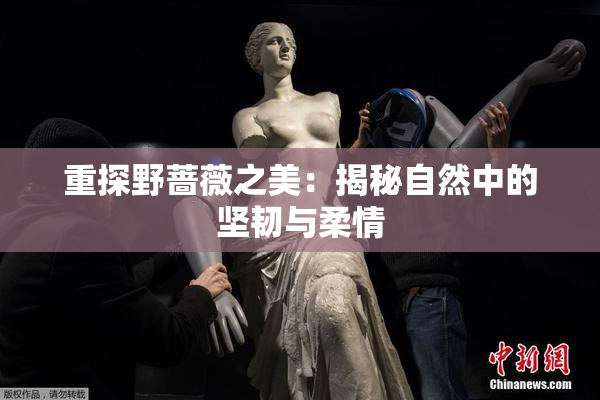 重探野蔷薇之美：揭秘自然中的坚韧与柔情