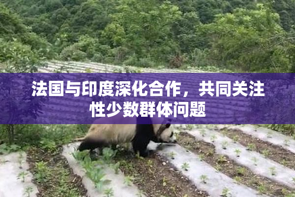 法国与印度深化合作，共同关注性少数群体问题