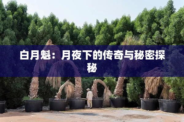 白月魁：月夜下的传奇与秘密探秘