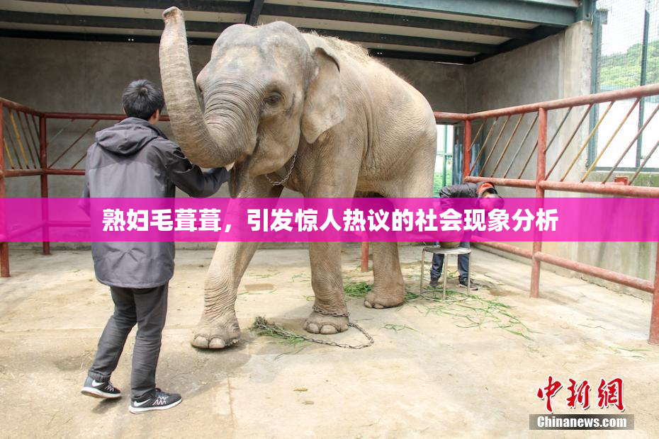 熟妇毛葺葺，引发惊人热议的社会现象分析