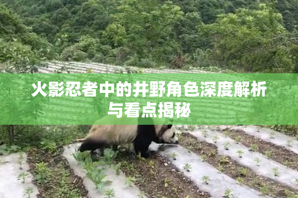 火影忍者中的井野角色深度解析与看点揭秘