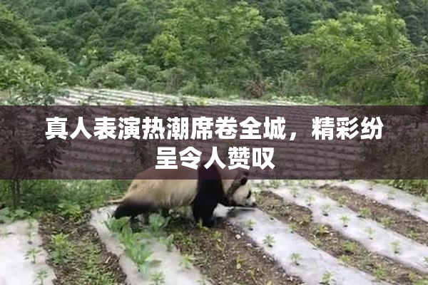 真人表演热潮席卷全城，精彩纷呈令人赞叹