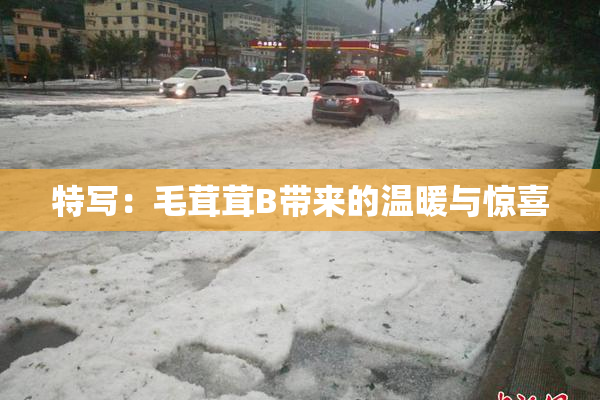 特写：毛茸茸B带来的温暖与惊喜