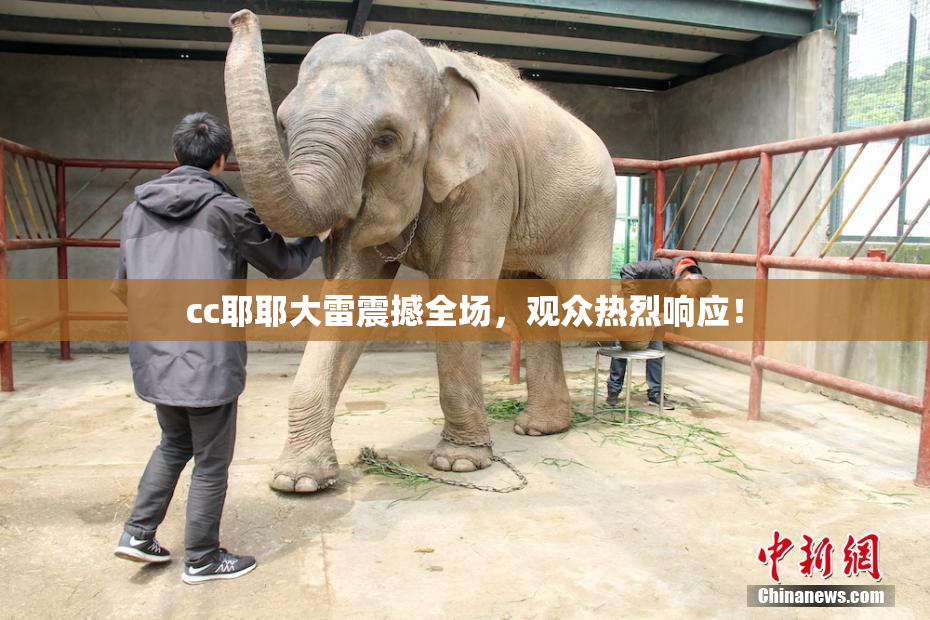 cc耶耶大雷震撼全场，观众热烈响应！