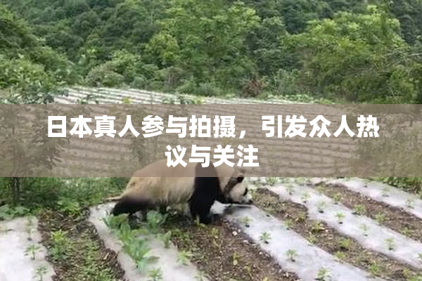 日本真人参与拍摄，引发众人热议与关注