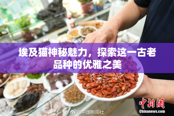 埃及猫神秘魅力，探索这一古老品种的优雅之美