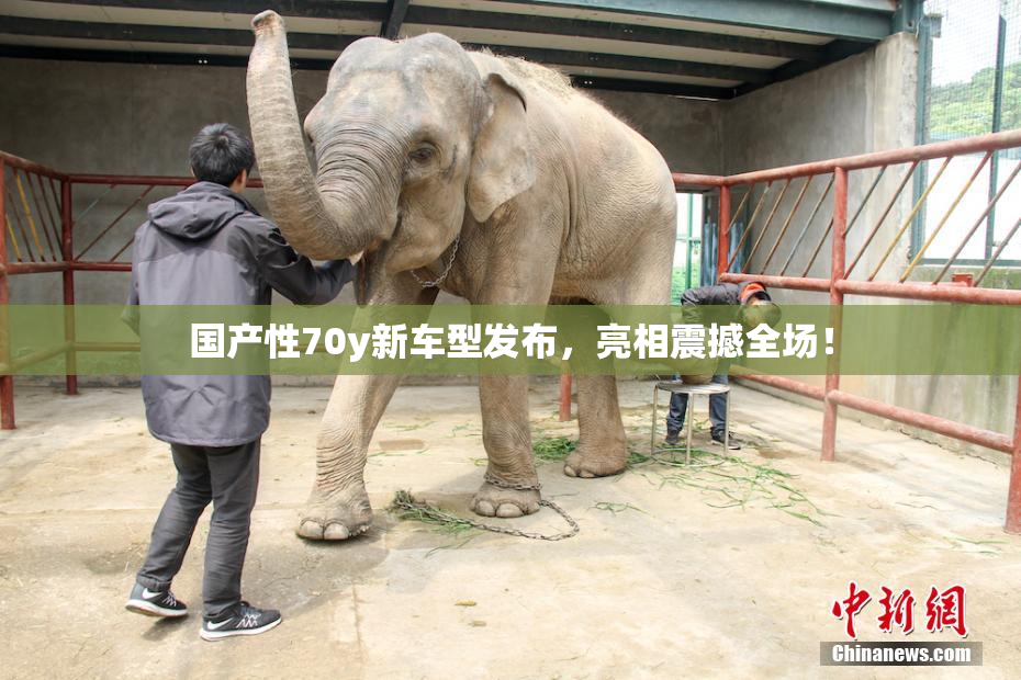 国产性70y新车型发布，亮相震撼全场！