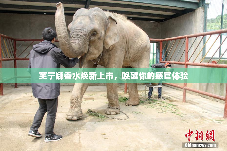 芙宁娜香水焕新上市，唤醒你的感官体验