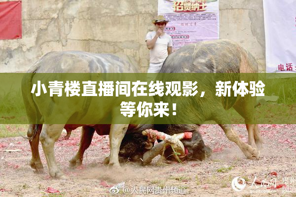 小青楼直播间在线观影，新体验等你来！