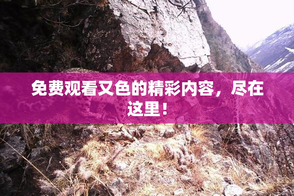 免费观看又色的精彩内容，尽在这里！