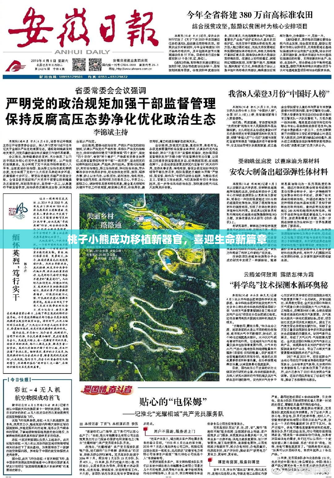 桃子小熊成功移植新器官，喜迎生命新篇章