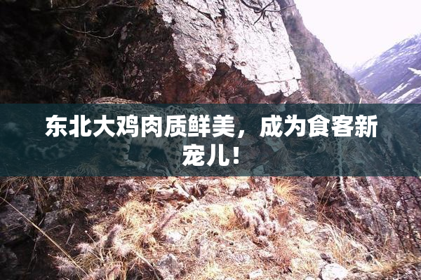 东北大鸡肉质鲜美，成为食客新宠儿！
