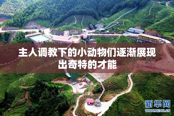 主人调教下的小动物们逐渐展现出奇特的才能
