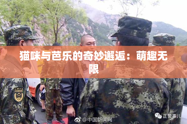 猫咪与芭乐的奇妙邂逅：萌趣无限