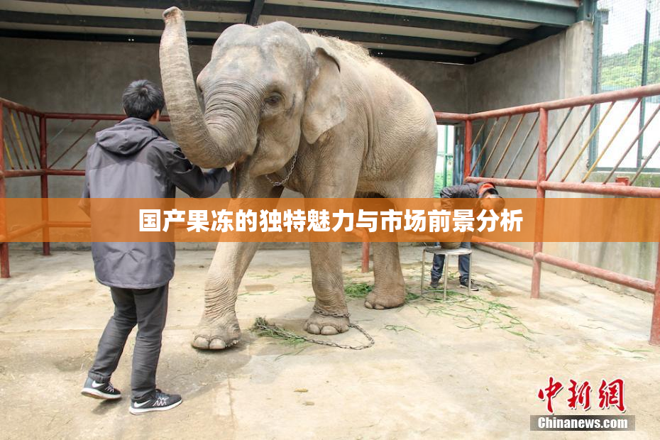 国产果冻的独特魅力与市场前景分析