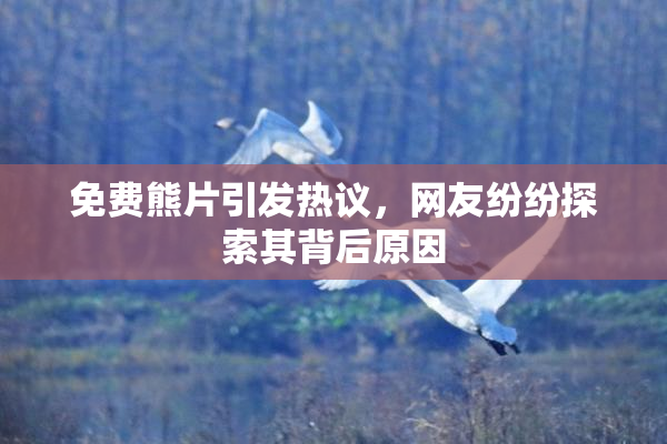 免费熊片引发热议，网友纷纷探索其背后原因