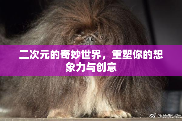 二次元的奇妙世界，重塑你的想象力与创意