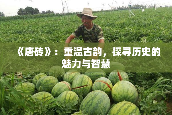 《唐砖》：重温古韵，探寻历史的魅力与智慧