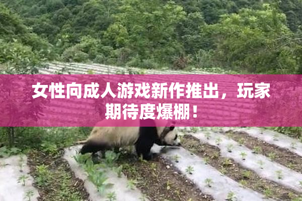 女性向成人游戏新作推出，玩家期待度爆棚！