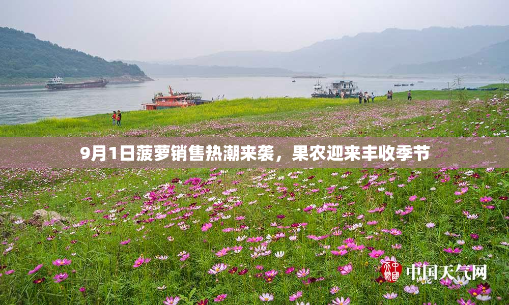 9月1日菠萝销售热潮来袭，果农迎来丰收季节