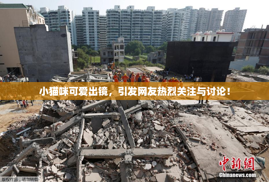 小猫咪可爱出镜，引发网友热烈关注与讨论！