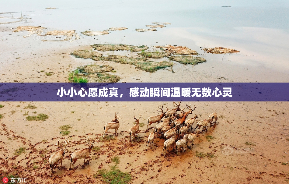 小小心愿成真，感动瞬间温暖无数心灵