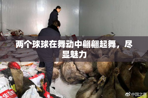 两个球球在舞动中翩翩起舞，尽显魅力