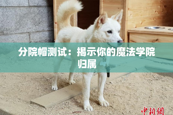 分院帽测试：揭示你的魔法学院归属