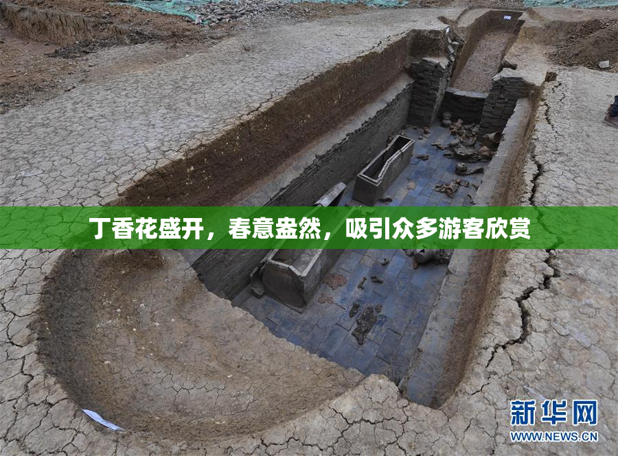 丁香花盛开，春意盎然，吸引众多游客欣赏